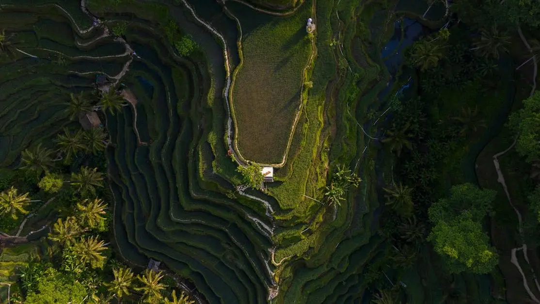 Aerial view of lush rice terraces at an eco retreat Bali surrounded by greenery