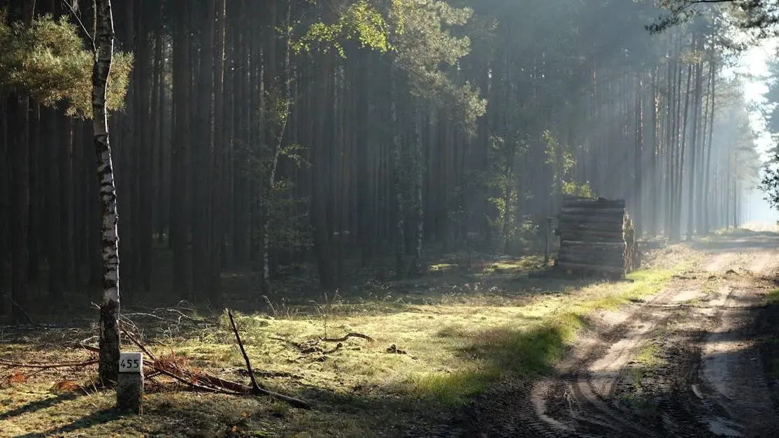 Serene forest path at sunrise, ideal setting for a relaxing retreat agenda.