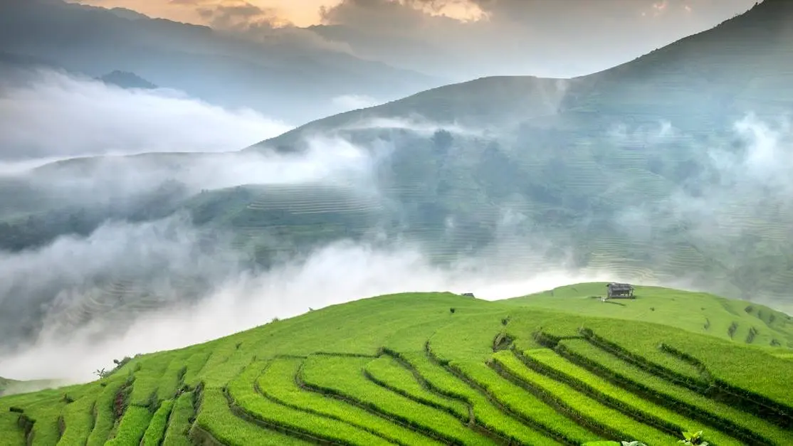 Terraced rice fields in morning mist at a retreat center Bali surrounded by lush greenery
