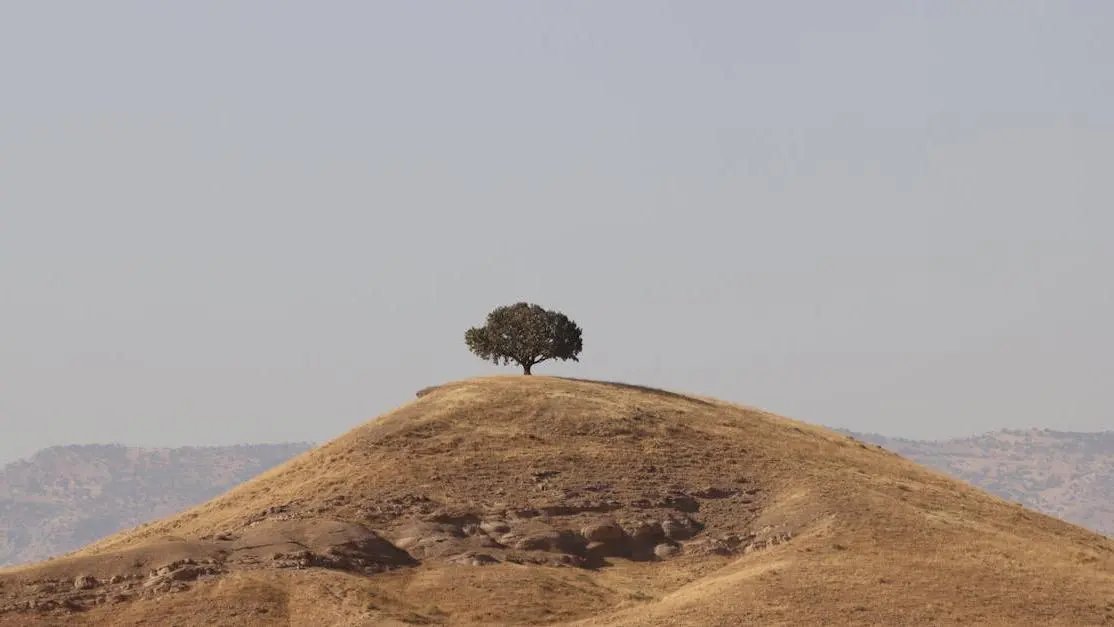 Lone tree on hill under blue sky symbolizing emotional resilience techniques and inner strength