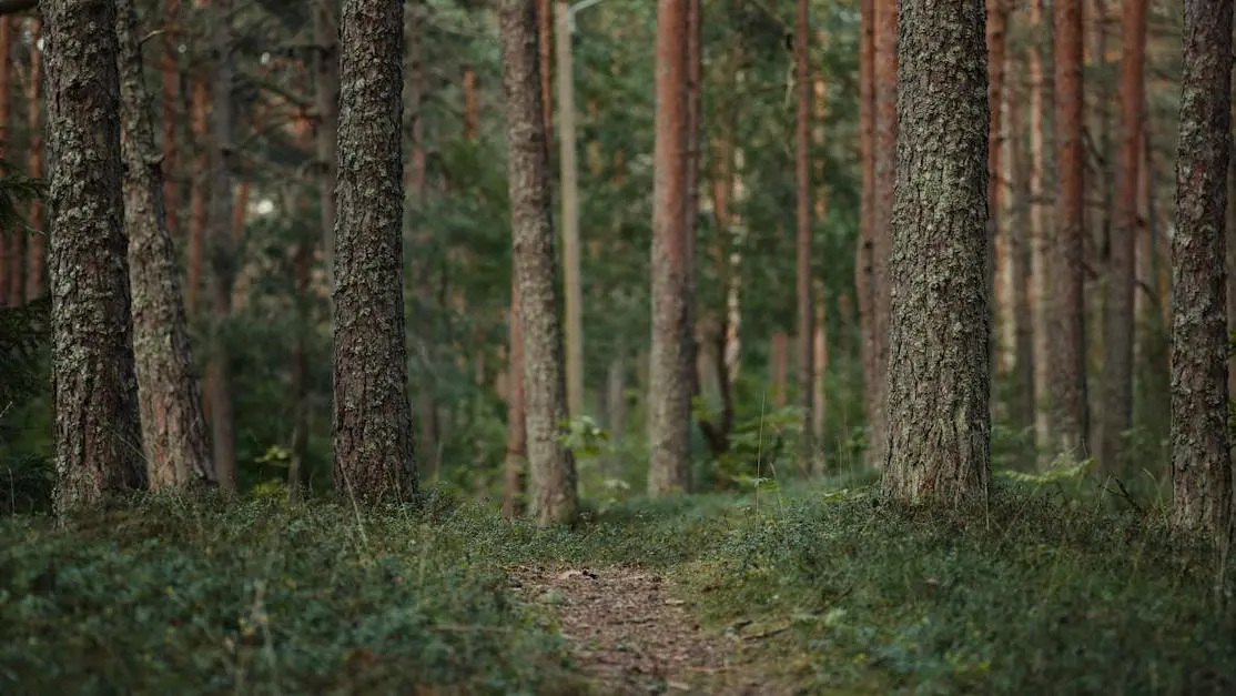 Guided vs unguided meditation concept with tranquil forest path representing mindfulness options