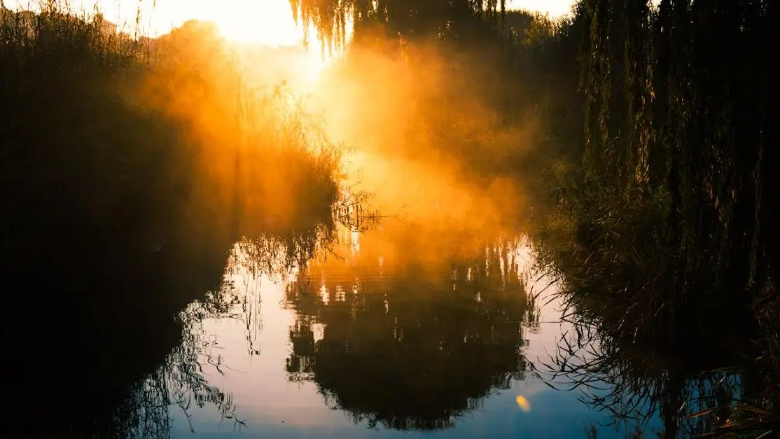 Serene sunrise over a forest stream symbolizing the calm vs energy of hatha vs vinyasa yoga.