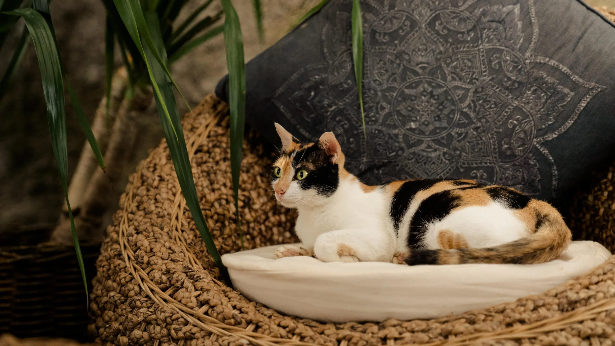 Cat resting on a pillow in a basket, evoking calm for a transcendental meditation article